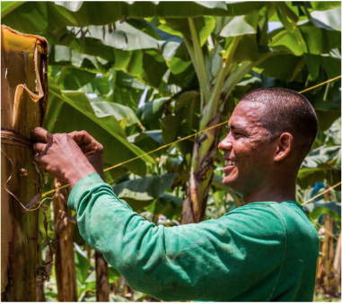 Bananaworker